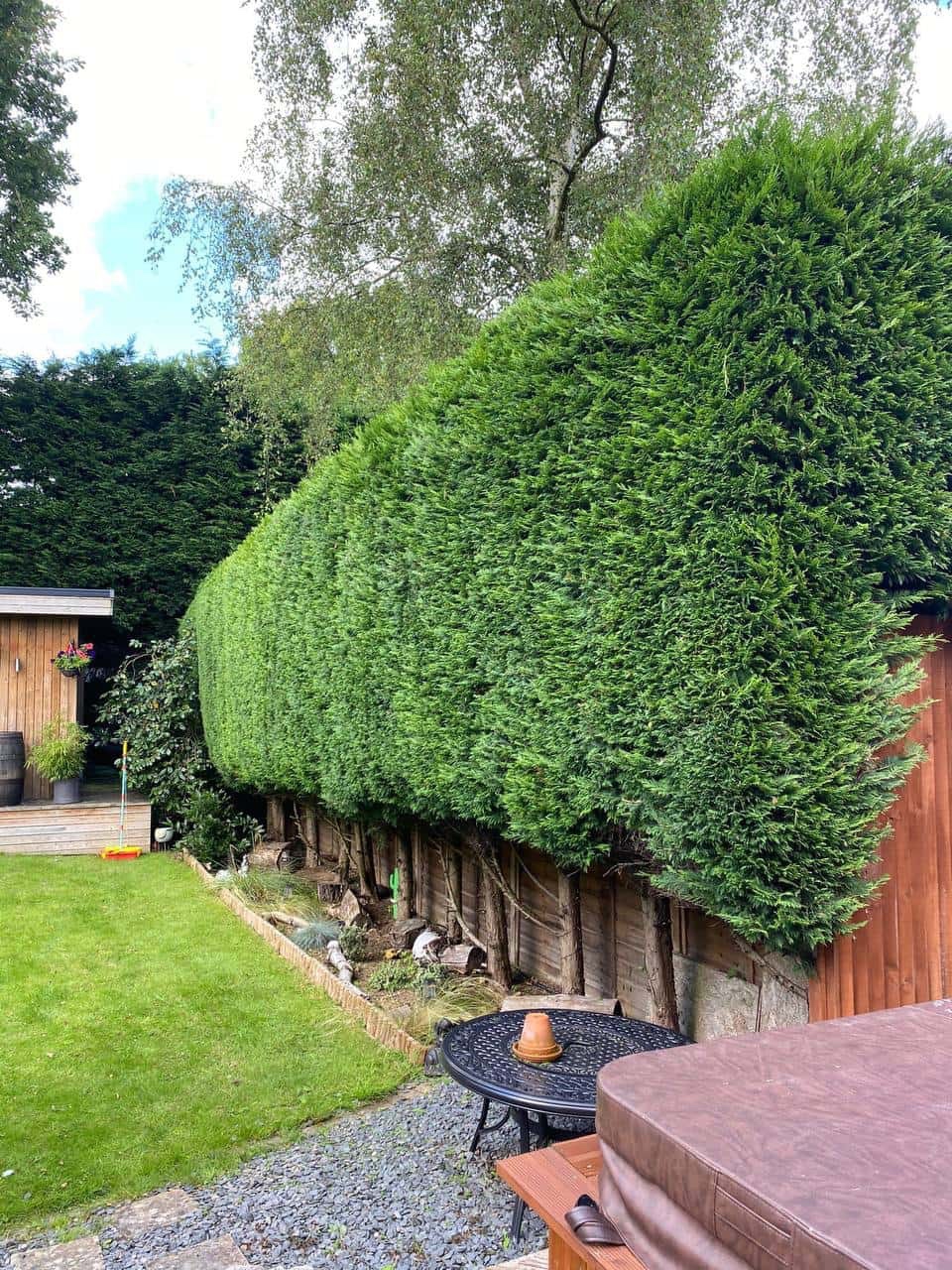 Neatly trimmed conifer hedge boundary along a landscaped garden